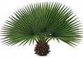 Saw Palmetto and Testosterone: What Men Need to Know About Hormones and BPH