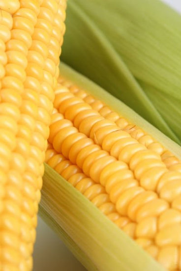 GMO Effects on Humans, Animals, and the Environment